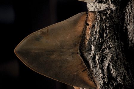 One of the meg's fearsome teeth, shown here in this extreme close-up.