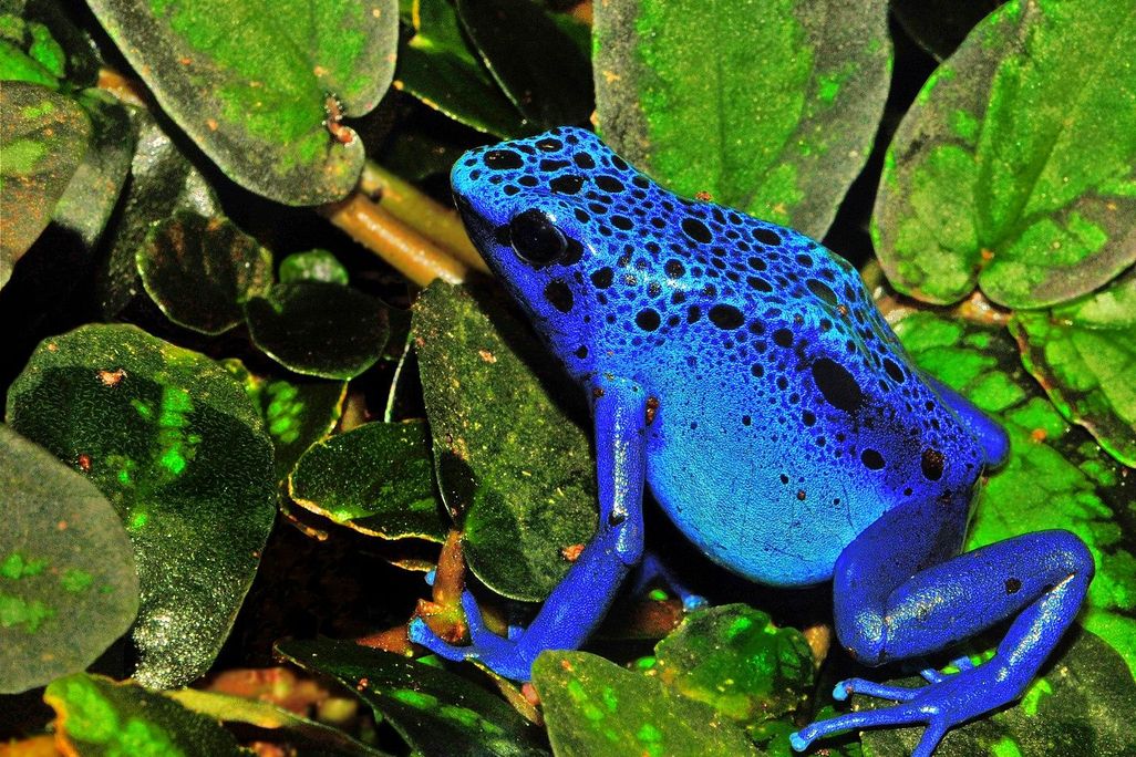 A close up of a poison dart frog. The frog is a vibrant shade of blue with black spots going along its head and back. 