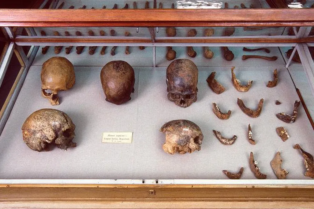 Natural History Museum of Denmark.jpg