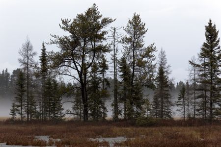 A foggy bog in Seney National Wildlife Refuge, Michigan
