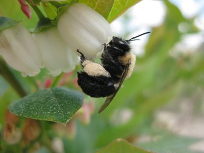 A wild bumble bee seen pollinating a blueberry bush. 
