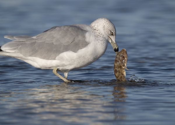 Ring Billed Gull Catch Of The Day thumbnail