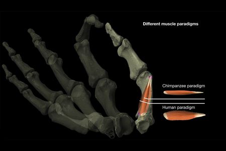 This image diagrams the difference between human and chimpanzee models of thumb muscles, which the researchers used to study the evolution of thumb dexterity.