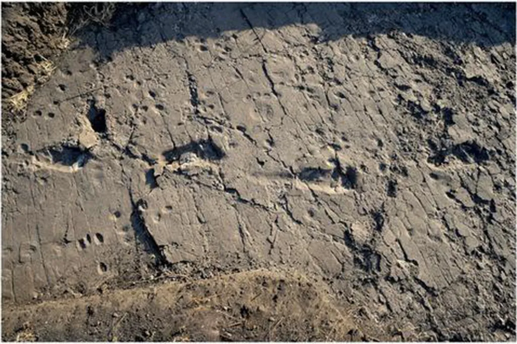 A. afarensis Footprints