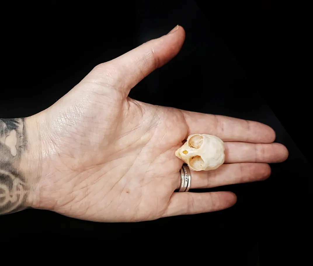 A pygmy marmoset skull bought by U.K.- based collector Suzy Feeney. The heads of the tiny monkeys are less than an inch and a half wide.