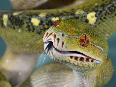 A close-up of a green tree python with orange-red eyes, small scales, a forked tongue and small put organs visible around its mouth