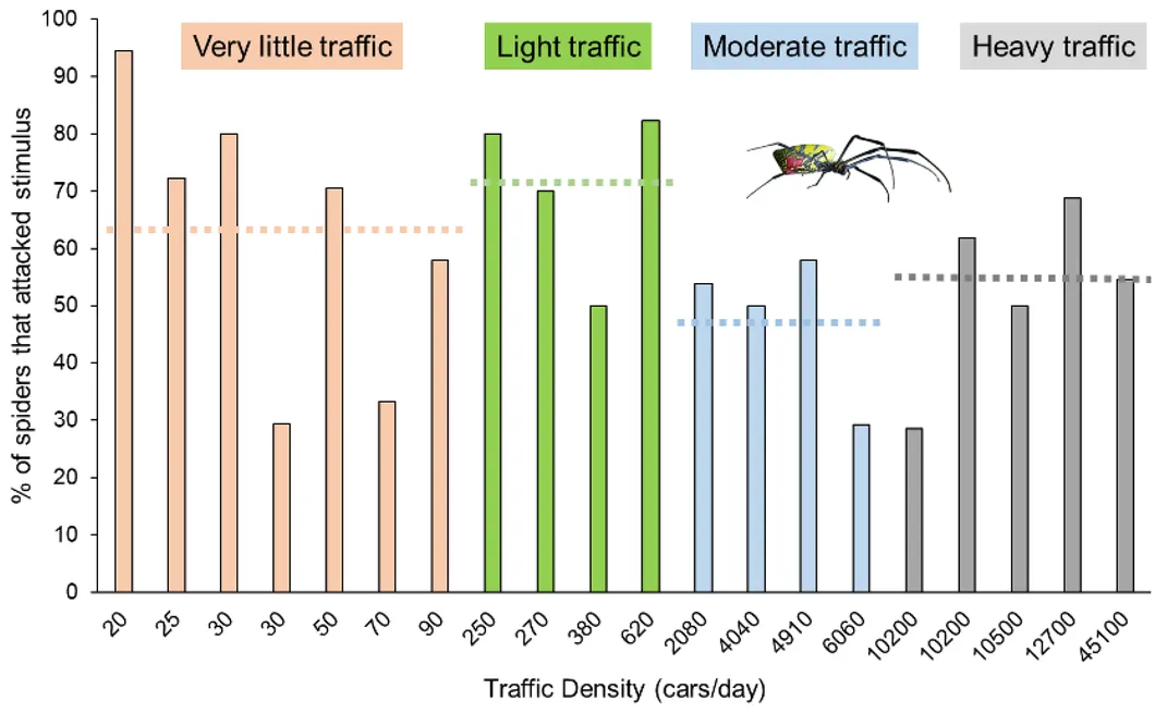 A chart indicating how often spiders in areas with "very little," "light," "moderate," and "heavy" traffic attacked the tuning fork. The trend shows that as traffic increased, the spiders attacked at a lesser frequency.
