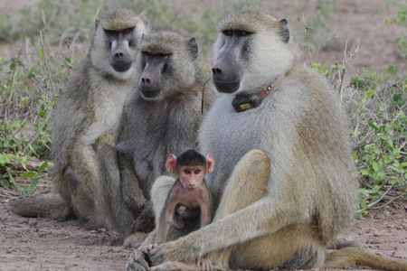 During more peaceful times, two female baboons sit next to a collared male baboon holding an infant.