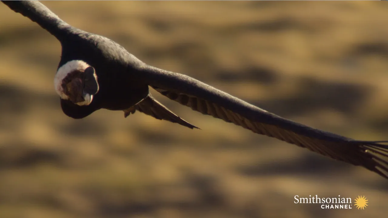 Preview thumbnail for These Condors Will Fight to Get a Seat at the Dinner Table