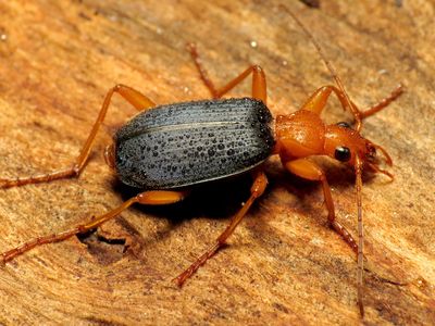 Ask the bombardier beetle—or rather, its enemies—if hydrogen peroxide has any biological use. 