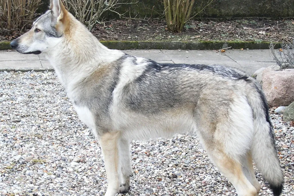 wolfdog