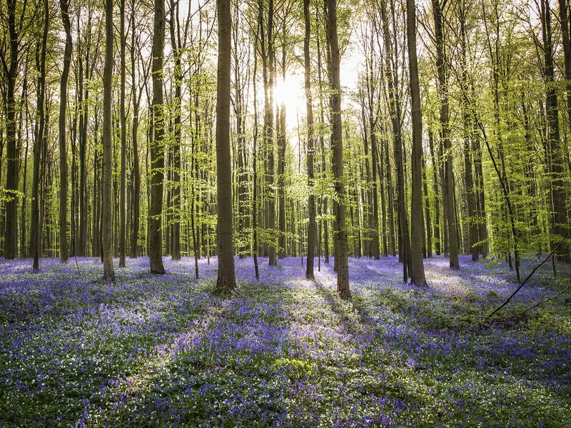 Enchanted Forest | Smithsonian Photo Contest | Smithsonian Magazine