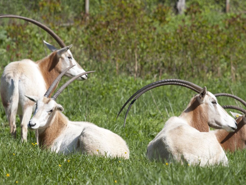 Scimitar Horned Oryx