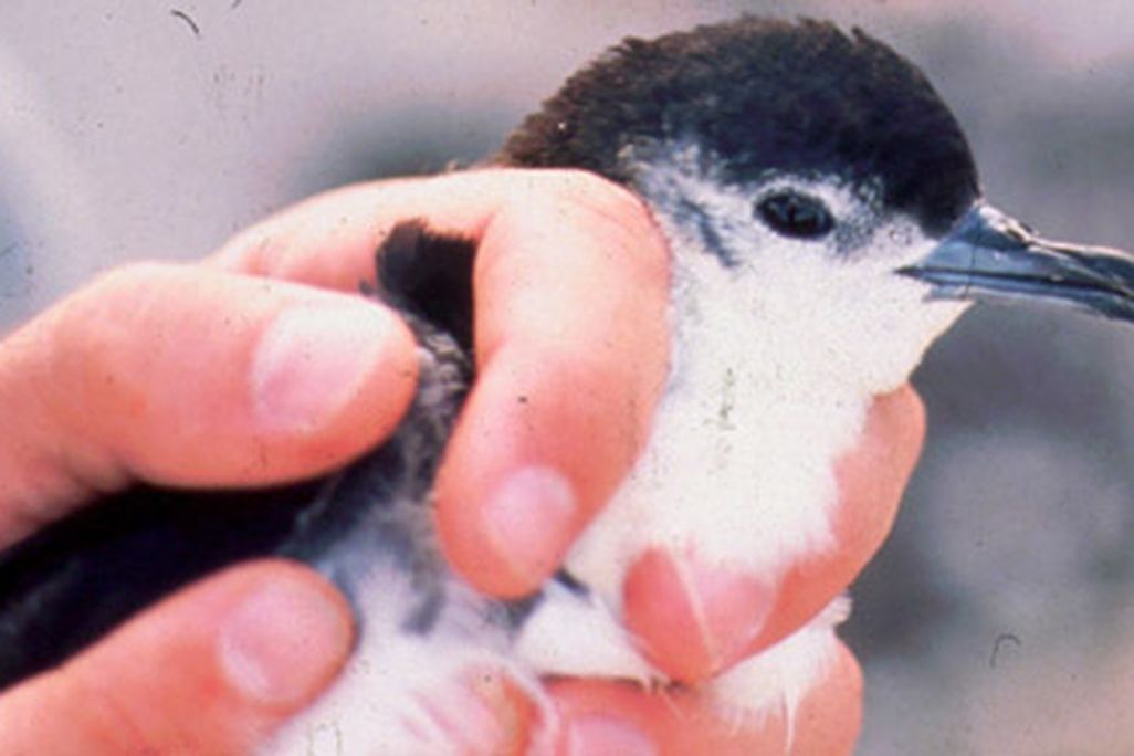 The Bryan's Shearwater