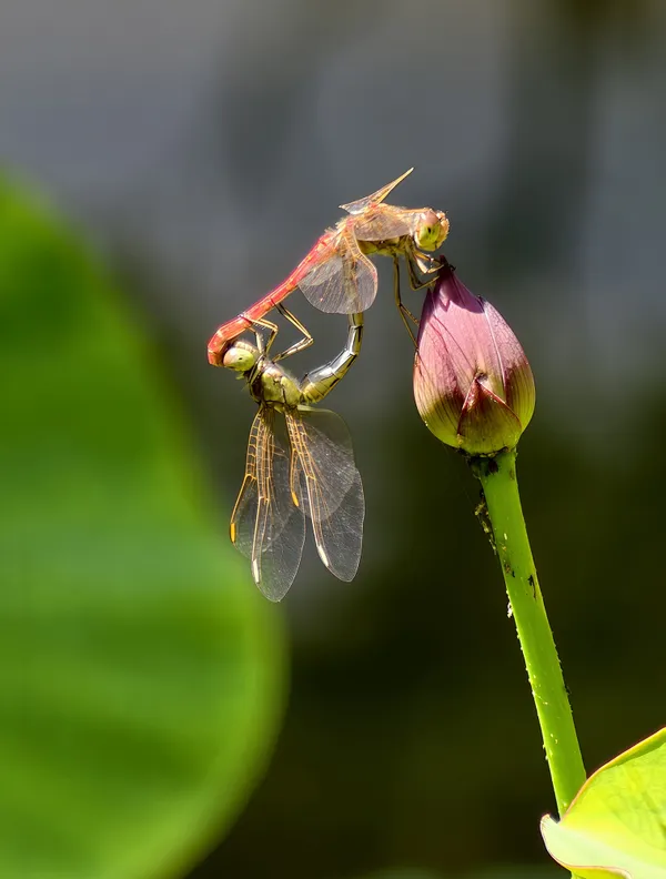 Resting Lotus · Twin thumbnail