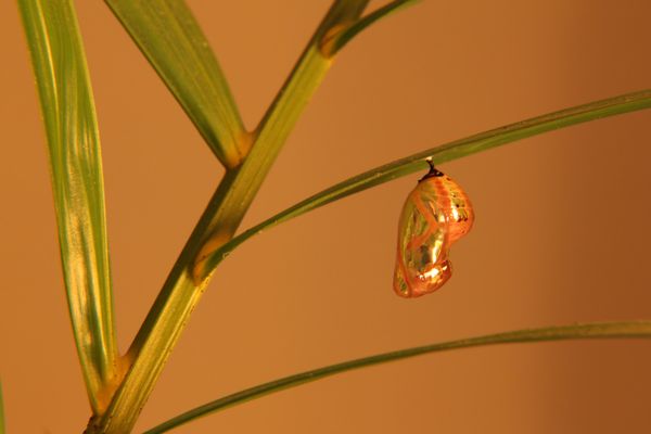 A glittering chrysalis  thumbnail