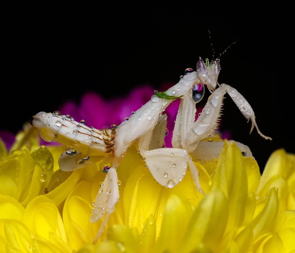 In this photograph; an Orchid Mantis (Hymenopus coronatus) graces the scene; perched delicately on vibrant flowers as a gentle rain showers down. The image captures a moment of ethereal beauty; where nature's elements converge to create a captivating tableau.; The Orchid Mantis; known for its remarkable camouflage that mimics the appearance of blossoms; stands out amidst the rain-kissed petals. Its slender body and delicate limbs exhibit an air of elegance; while its exquisite coloration blends seamlessly with the surrounding flowers; creating a harmonious and enchanting composition.; As raindrops cascade around the mantis; they enhance the visual narrative; adding a touch of ephemeral magic to the scene. Each droplet glistens like a precious gem; reflecting the world around it; creating a shimmering mosaic of light and motion.; The juxtaposition of the Orchid Mantis against the backdrop of flowers and rain invites us to contemplate the delicate balance between beauty and resilience. It reminds us of the intricate relationship between living organisms and their environment; as the mantis finds solace and sustenance amidst the ever-changing elements.; Through this photograph; we are transported to a serene and evocative realm; where the beauty of nature unfolds in every droplet and petal. It serves as a gentle reminder of the delicate interconnectedness of life and the enduring splendor that can be found; even amidst the rain's gentle embrace.