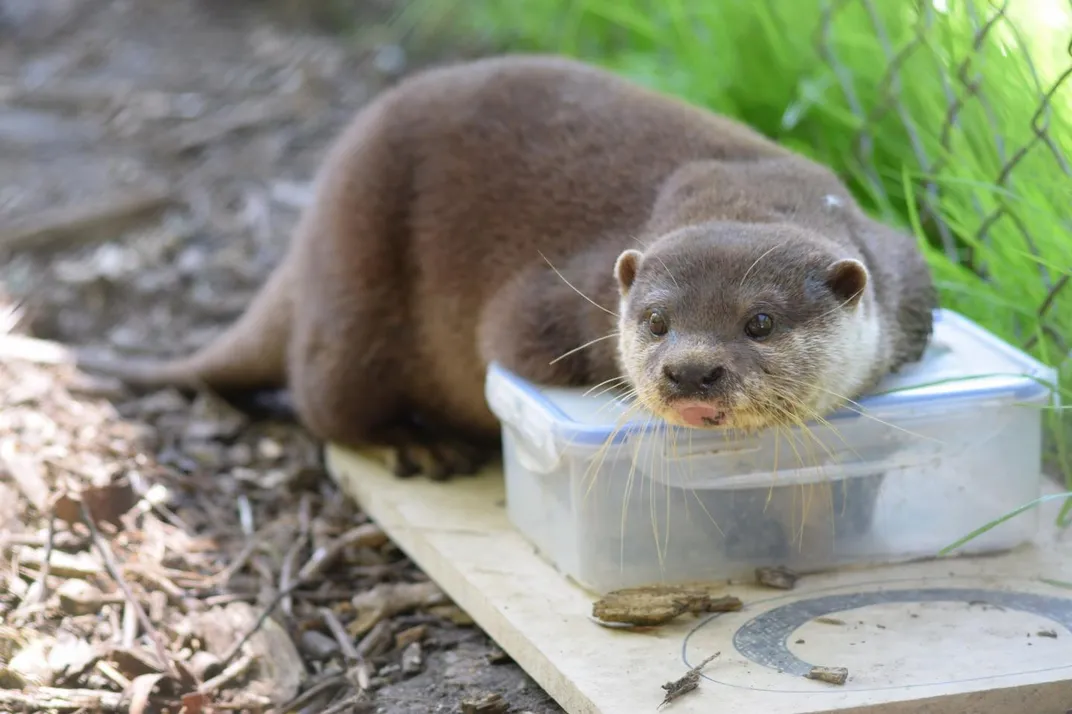 An otter with its arms in the top of a plastic puzzle