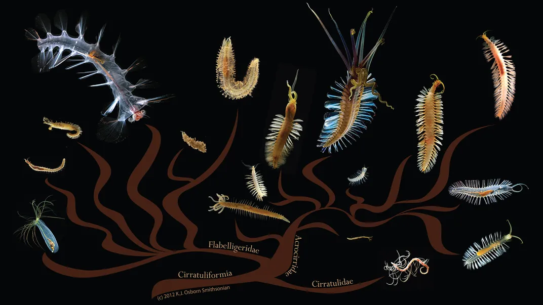 Polychaetes: Blood Worm and Clam Worm  Billion Oyster Project Species  Identification Guide - BluBlaze Creative