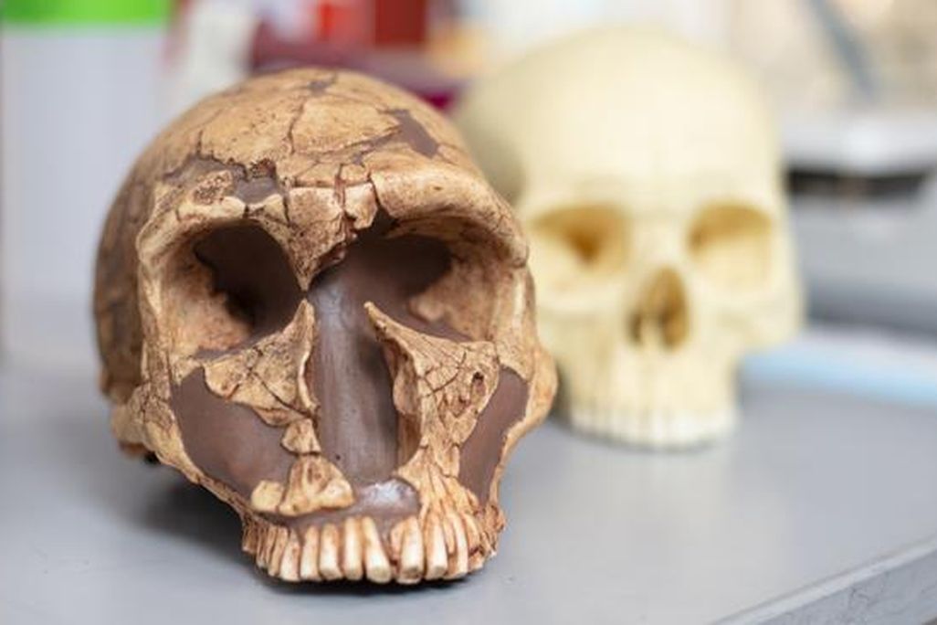 neanderthal skull (left) and modern human skull (right)