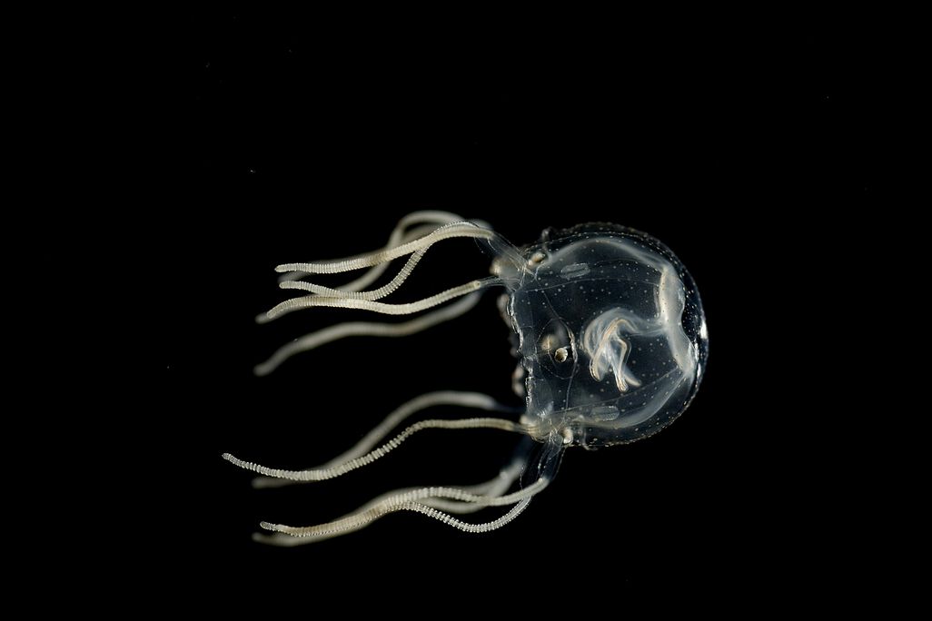 Translucent jellyfish against black backdrop