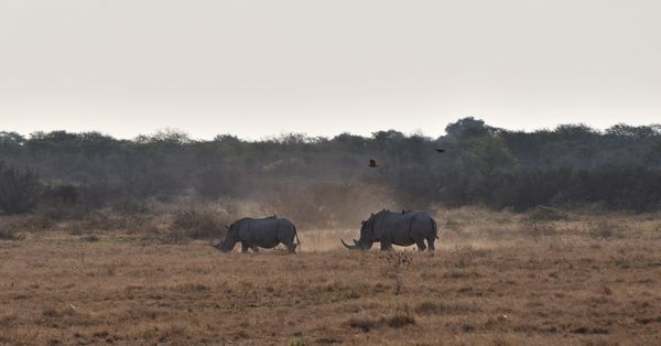 Rhinos at Dusk thumbnail