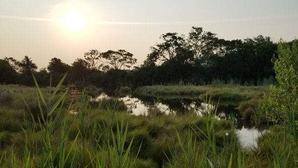 Tidal saltwater marshes at sunrise thumbnail