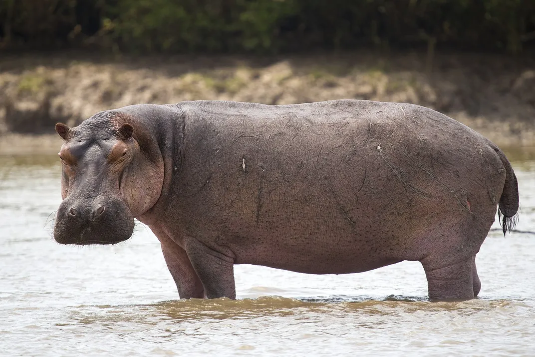 A hippopotamus in the water at Saadani National Park in Tanzania
