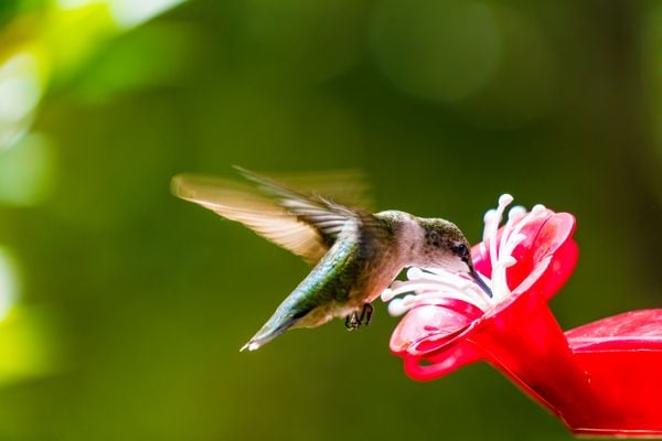 Hummingbird slurping thumbnail