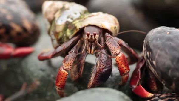 Preview thumbnail for Epic Hermit Crab Migration