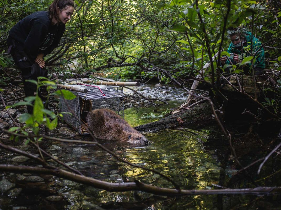 Releasing Trapped Beaver