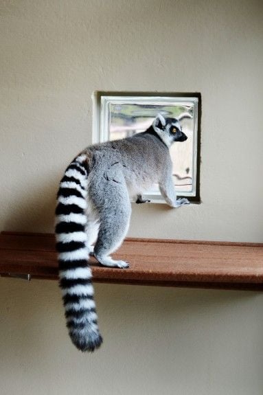 Lemurs Are the Most Endangered Mammals on the Planet, And This Adorable Baby Is Their Future