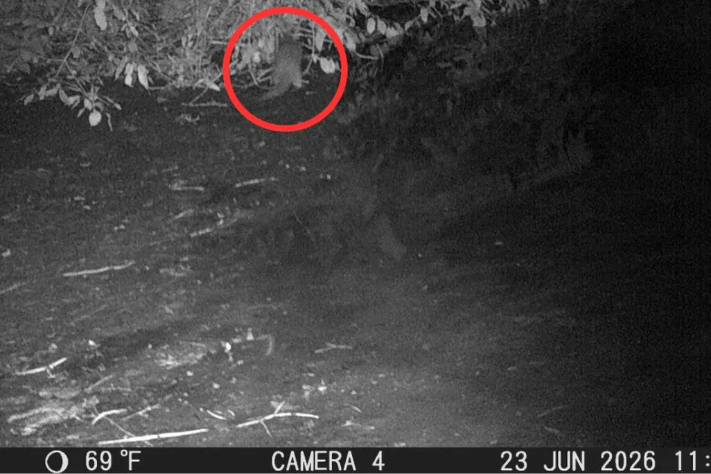 A black and white night-vision photo showing an animal in a bush