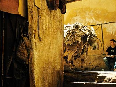 Fez Morocco donkeys