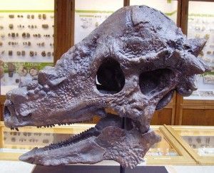 Skull of Pachycephalosaurus at the Oxford University Museum of Natural History