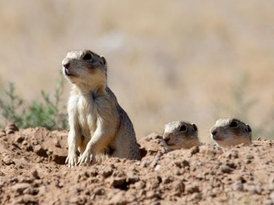 Animals like prairie dogs can play host to plague-infected fleas.