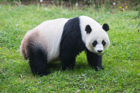 Mei Xiang in 2016