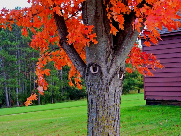 Watchful Eyes thumbnail