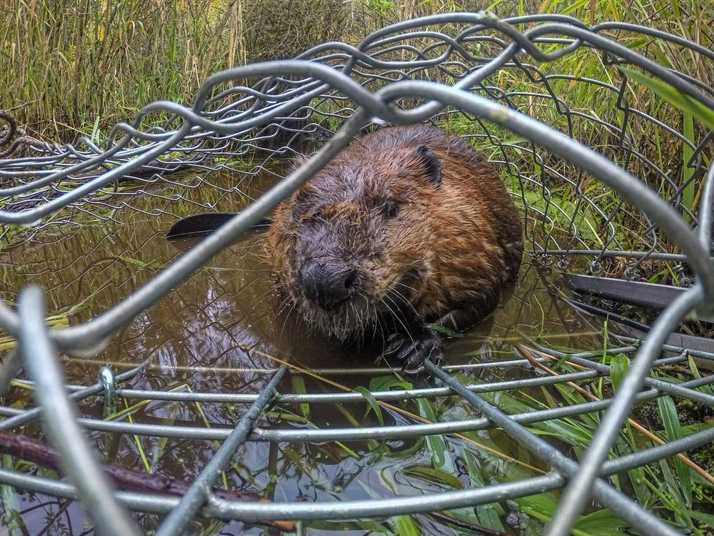 Trapped Beaver