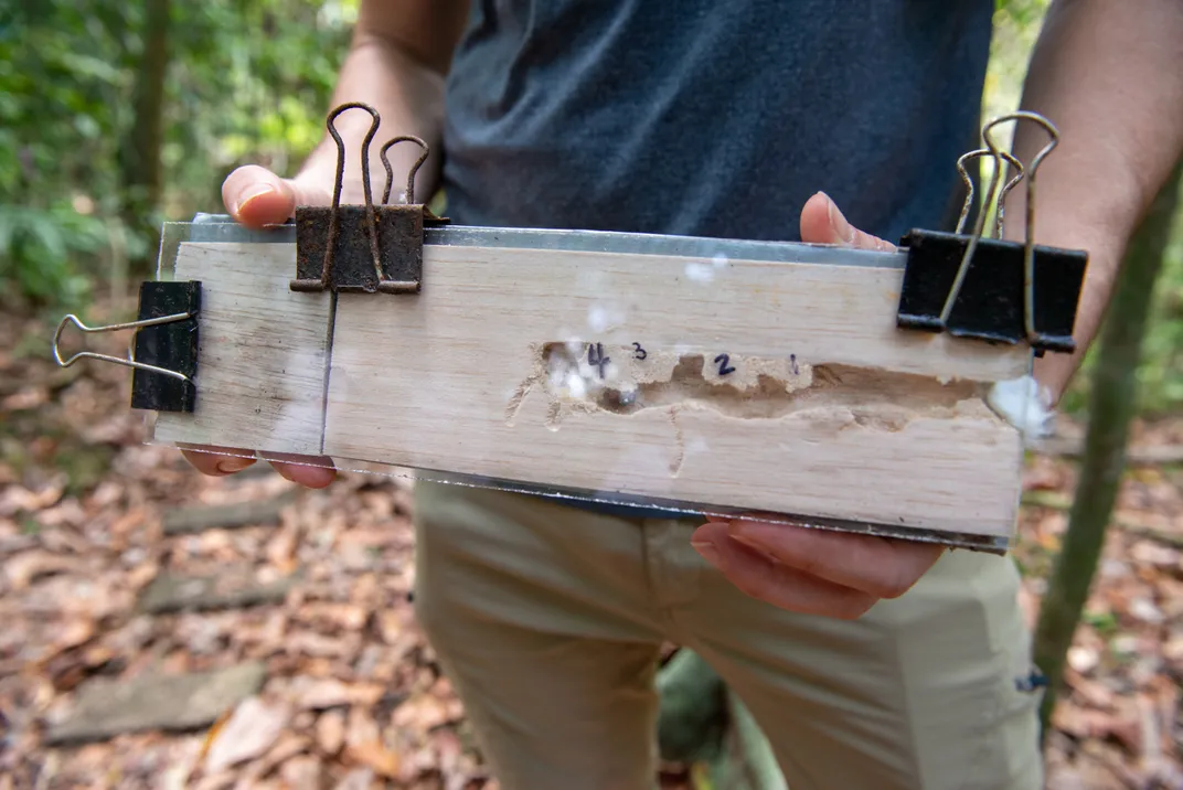 plank of wood with a clear top over a bored tunnel made by a bee, like in an ant farm