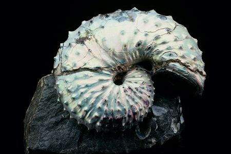 White-colored, fossil ammonite laying horizontally on top of a rock with a black background