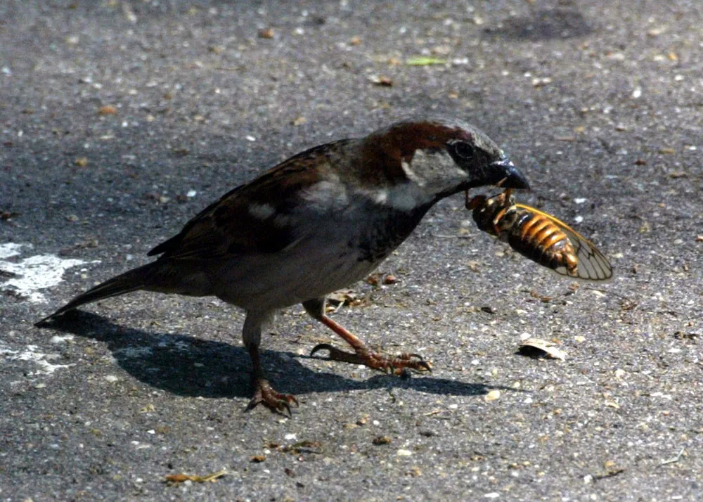 Bird Eating Cicada