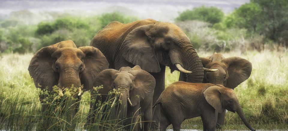  Elephant family in South Africa. Taken by Rick Beldegreen. 