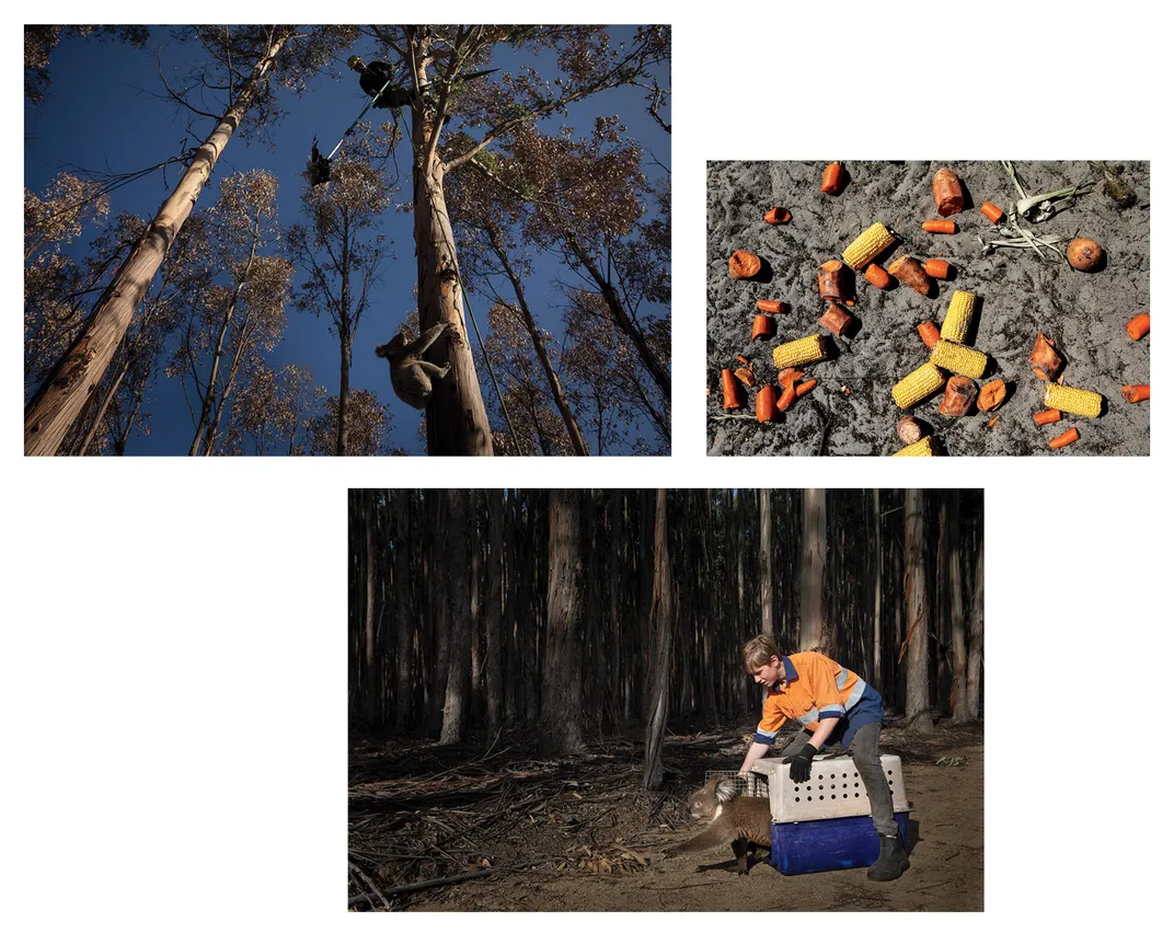 Upper left, a climber wielding a “koala pole” persuades an animal to leave its towering hideout and descend to the ground, where rescuers could examine it and crate it for later treatment. Upper right, Rescuers placed vegetables in devastated areas to fee