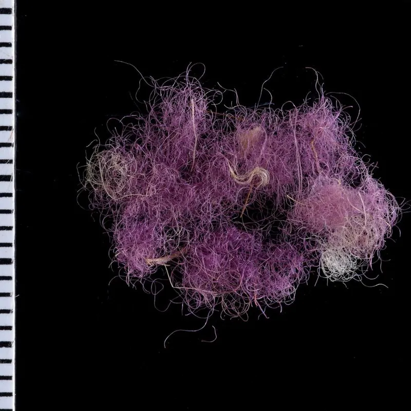 Royal Purple' Fabric Dated to Time of Biblical King David Found in Israel, Smart News