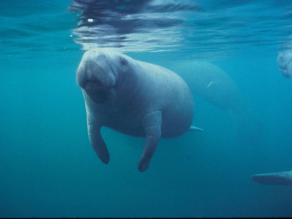 Florida manatee swimming near the surface