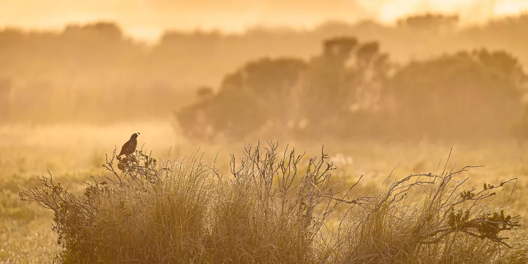 A California Quail perches on top of a small bush in a field. One row of bushes and trees in the foreground is in focus with the quail, while other bushes are out of focus or blurred. The scene is muted brown and orange, with layers of light and dark.
