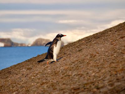Gentoo penguin takes on a slope near its nesting colony.