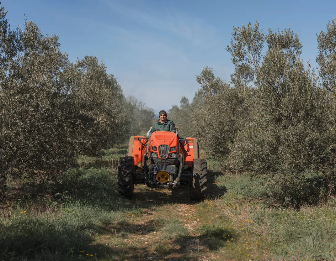 An olive grove