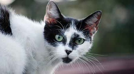 Cats and earthquakes were popular subjects this year.